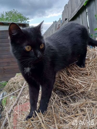 Ласковые кошечки