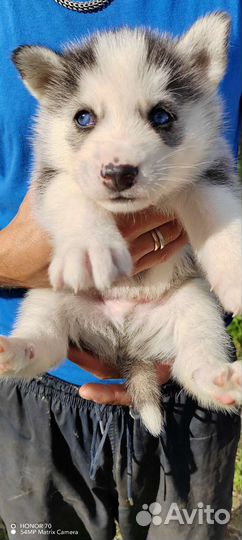 Щенки сибирской хаски