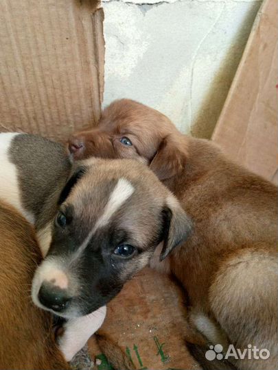 Щеночки в добрые руки