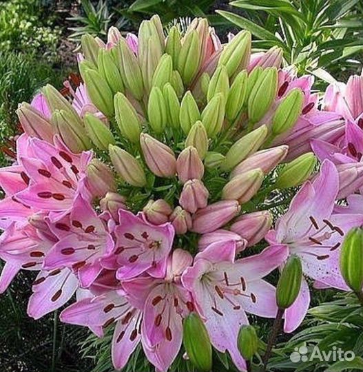 Лилии луковицы