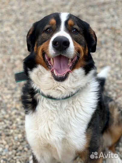 Бернский зенненхунд, метис
