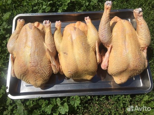 Куры (тушки) фермерские из Осетии