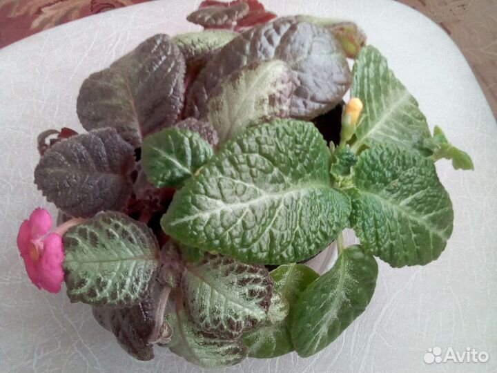 Композиция (2) из 4сортов эписций