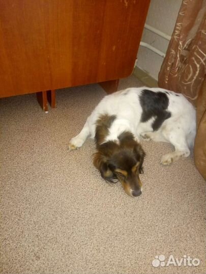 Собака в добрые руки