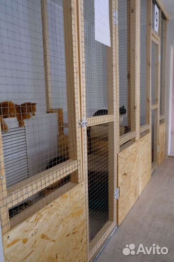 Передержка кошек. Гостиница для животных