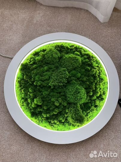 Живое панно с подсветкой со стабилизированным мхом