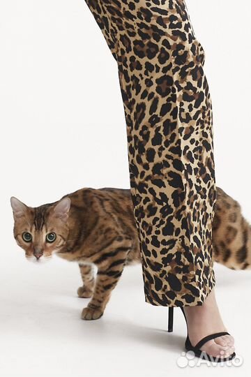 Бенгальский кот для фотосессии