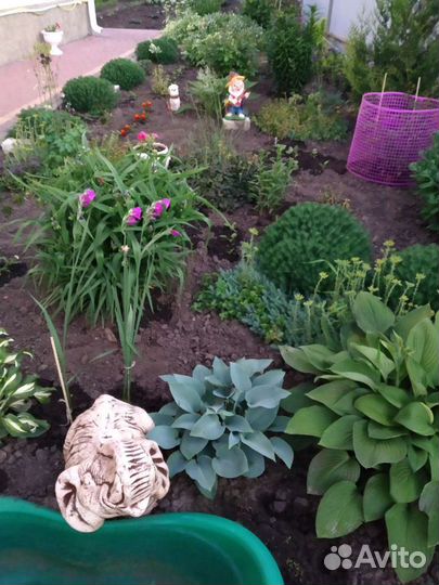 Хоста растение