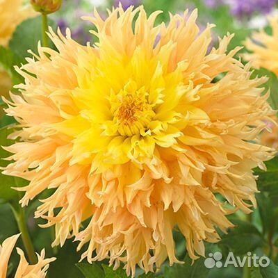 Черенки сортовых георгин (часть 3 )