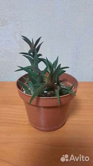 Кактусы и суккуленты