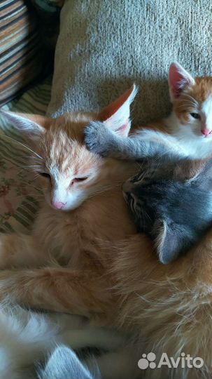 Котята бесплатно в добрые руки