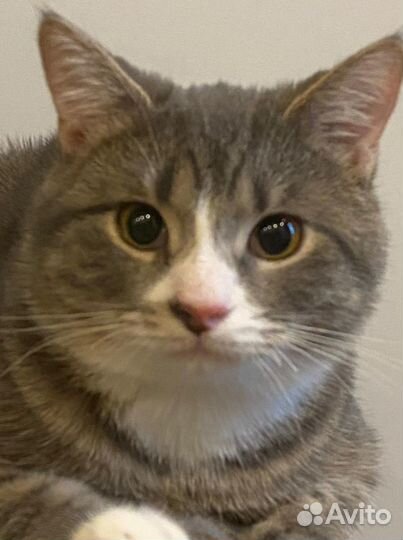 Серый и Беляш нуждаются в доме