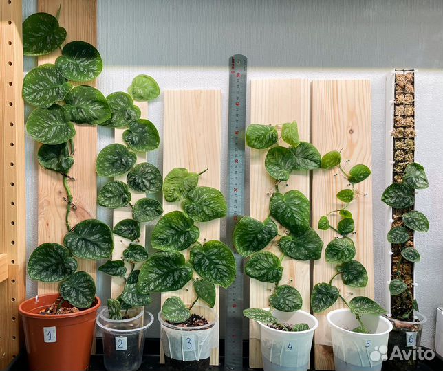 Монстера Дубиа