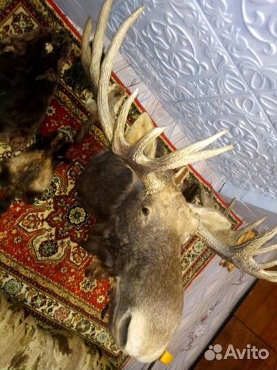 Голова лося