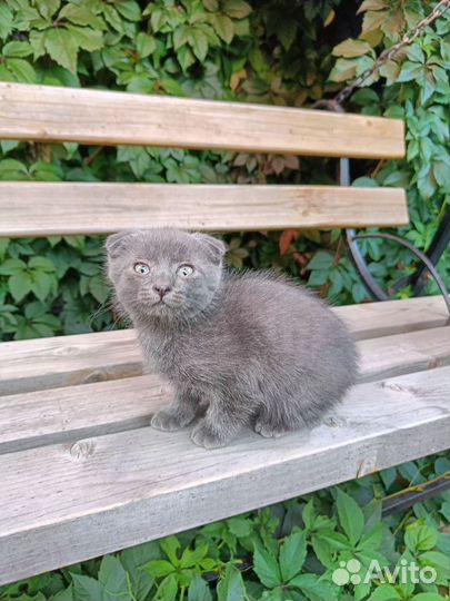 Котята в добрые руки бесплатно