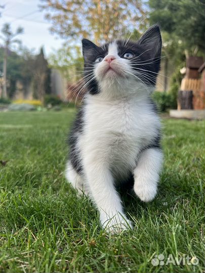 Котята в дар