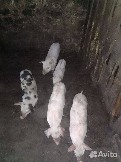 Поросята продам алантраса