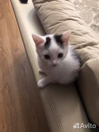 Отдам котенка в добрые руки