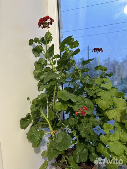 Комнатные цветы, толсяника