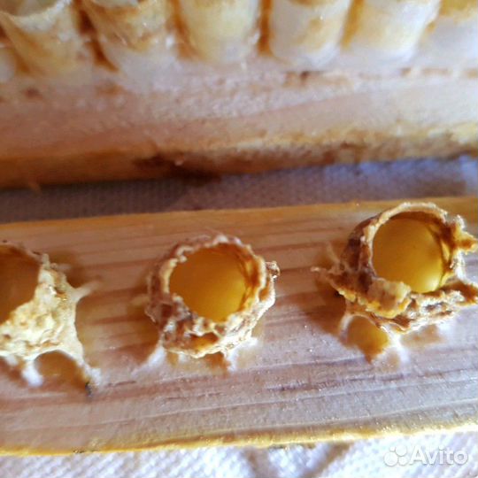 Маточное молочко пчелиное