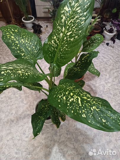 Диффенбахия, алоэ вера