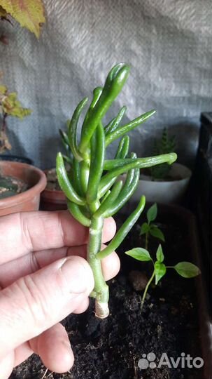 Крассула хоббит