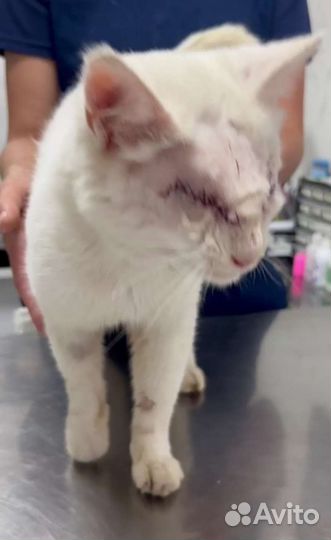 Котик. Найден прооперировали глаза. Подольск