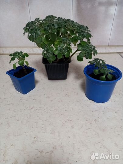 Аихризон дерево любви и счастья