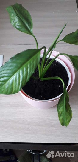 Спатифиллум