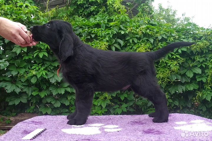 Щенки Прямошерстного Ретривера