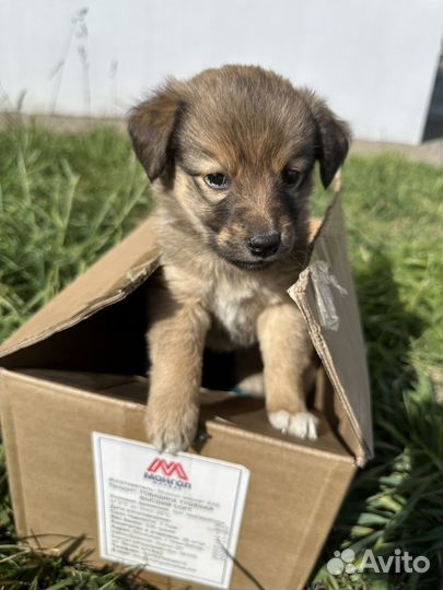 Щенки в добрые руки