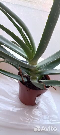 Алоэ (3 года)