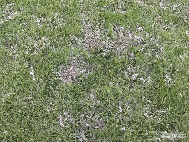 Средство от сорняков на газоне выборочное действие