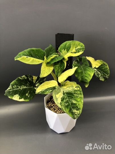 Яичница и Pink beauty lava marble