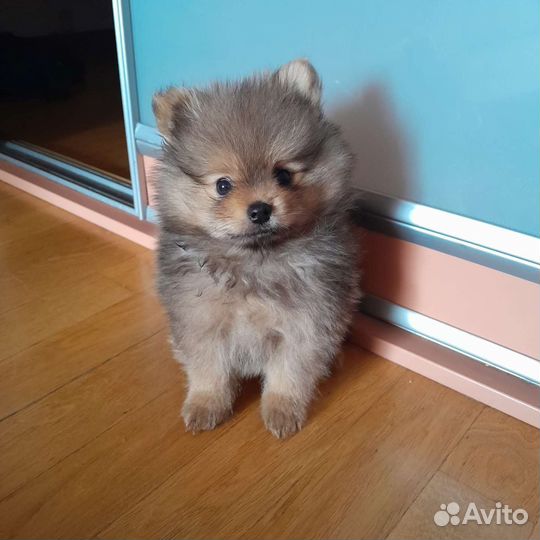 Щенки немецкого шпица