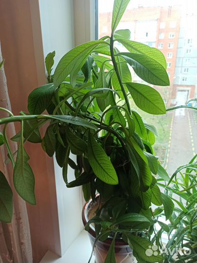 Комнатные цветы