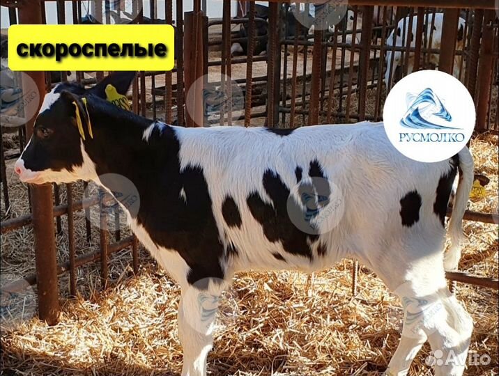 Телята, Бычки