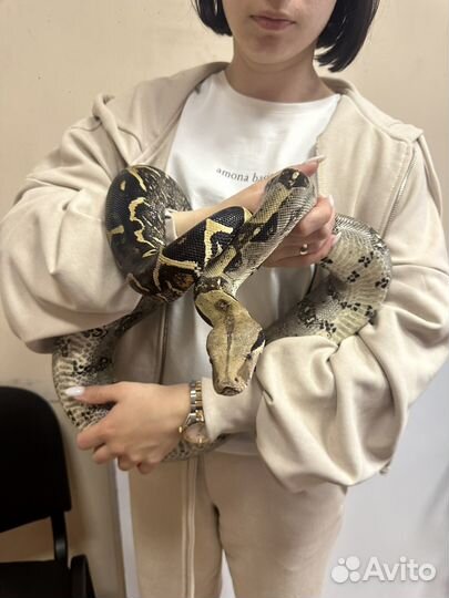 Императорский удав