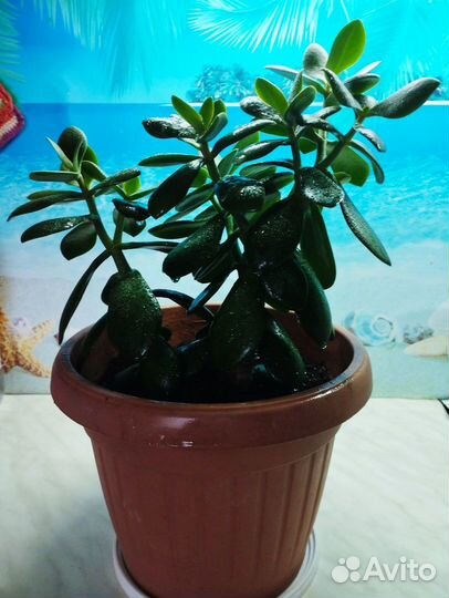 Денежное дерево