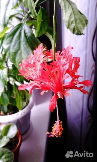 Шизопеталус