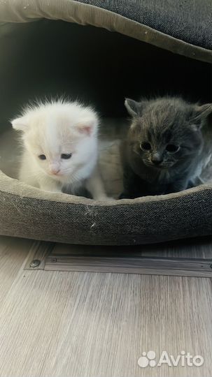 Кошки в добрые руки