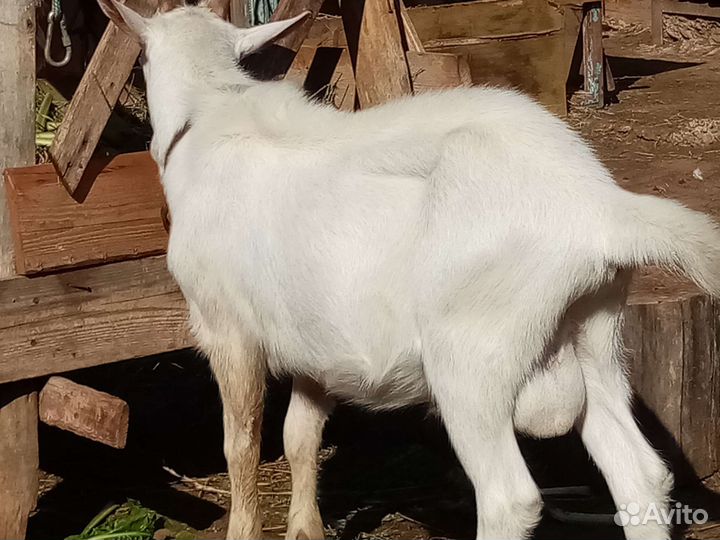 Козел зааненский