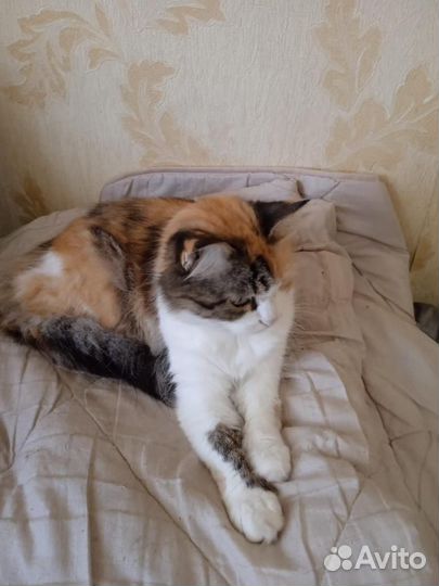 Кошки в добрые руки бесплатно