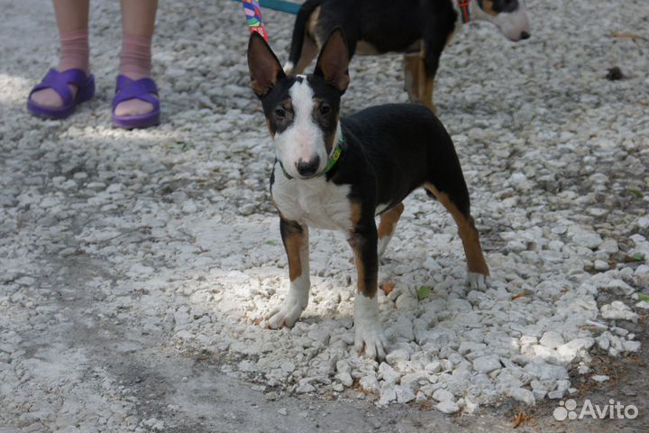 Миниатюрный бультерьер щенки