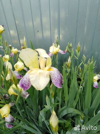 Садовые многолетники