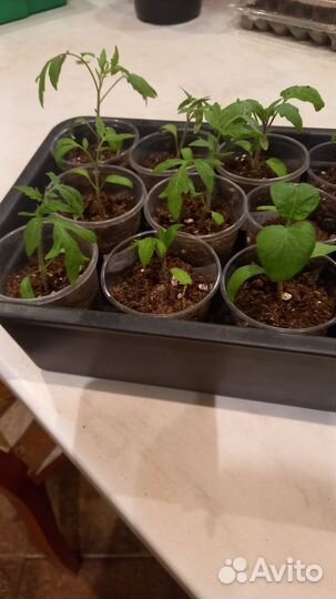 Рассада помидор