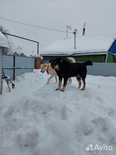 Две идеальные собаки