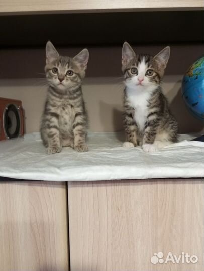 Курильский бобтейл