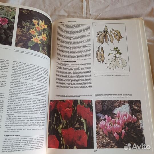 Энциклопедия садовода