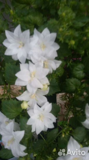 Компанула (невеста)